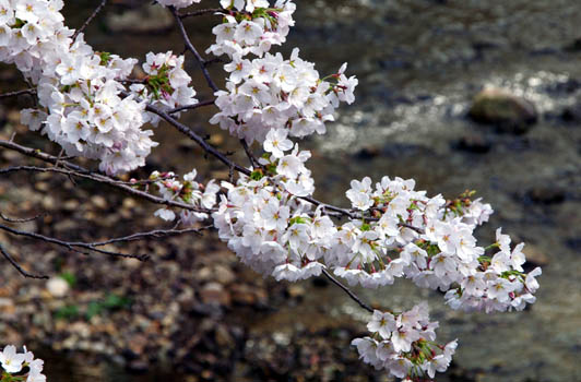 桜
