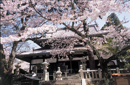 桜2