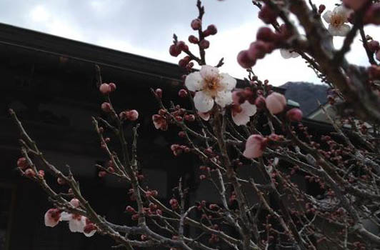 梅