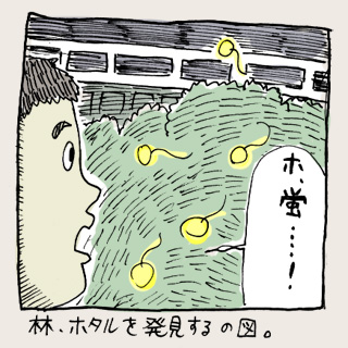 今年初の蛍発見。