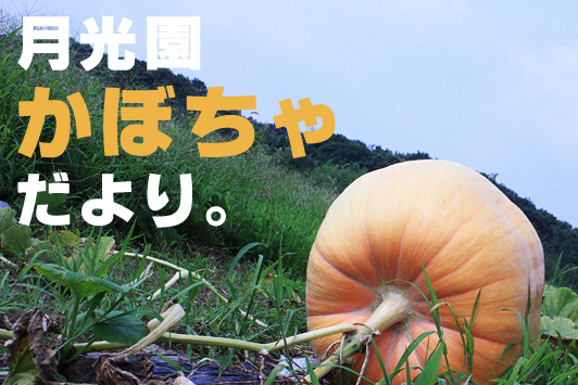 月光園かぼちゃだより。
