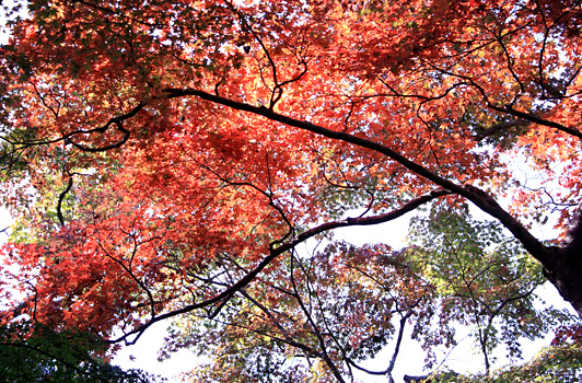 紅葉_瑞宝寺公園02