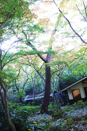 紅葉_瑞宝寺公園04
