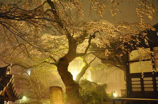 夜桜@善福寺