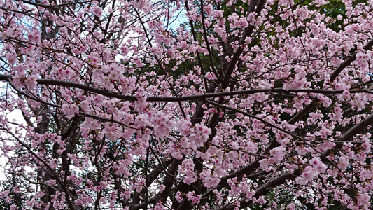sakura4-02